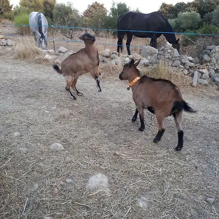 Roulotte Cournonterral