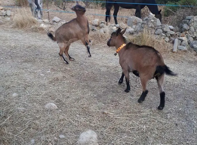 Roulotte Cournonterral